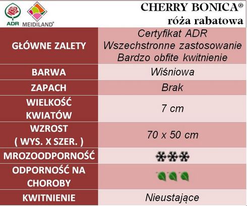Cherry Bonica róża rabatowa